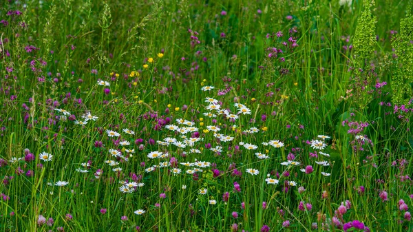 Kwiaty Rumianku Wśród Zielonych Traw Łąkowych Baner Internetowy Naturalne Tło — Zdjęcie stockowe