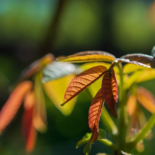 Çiçekli Pembe Yapraklar Yakın Plan Doğal Arkaplan — Stok fotoğraf