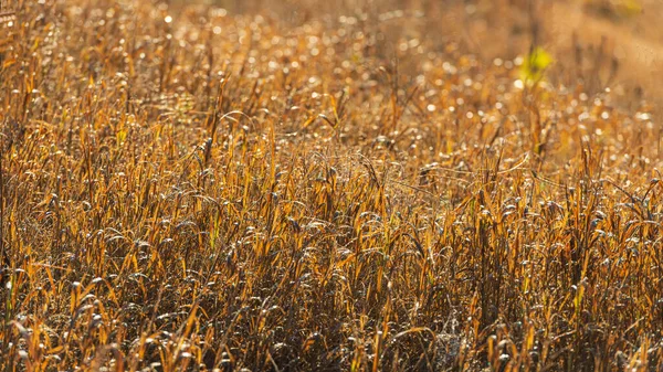 Thickets Autumn Dry Plants Web Banner — Stock Photo, Image
