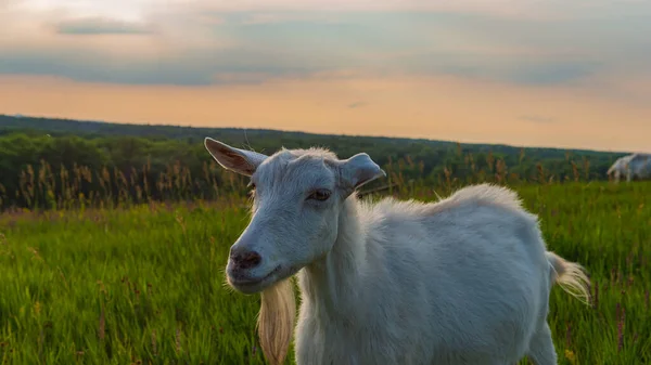 stock image Domestic goat in the evening on the meadow. Spring. Web banner