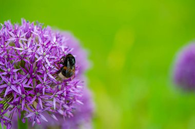 Bir yaban arısı, bulanık yeşil arka planda mor bir çiçekten nektar ve polen topluyor. Doğal arka plan. Yaz.