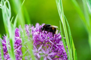Yeşil bitki sapları arasındaki bir yaban arısı nektar ve mor akıntı toplar. Doğal arka plan. Yaz.