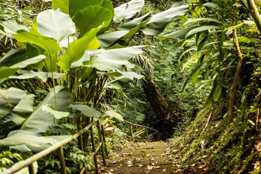 Ormana giden yol, Bali.