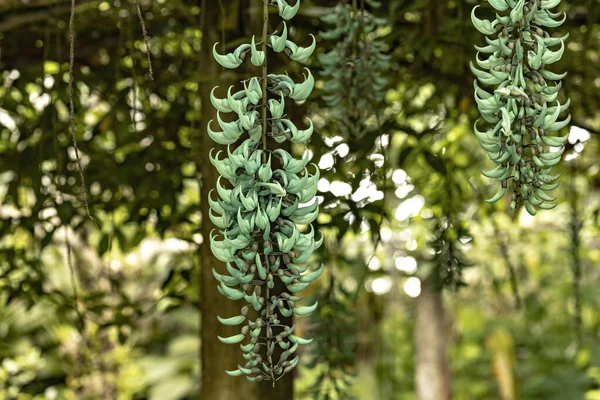 Fleurs Vin Jade Dans Jardin Bali — Photo