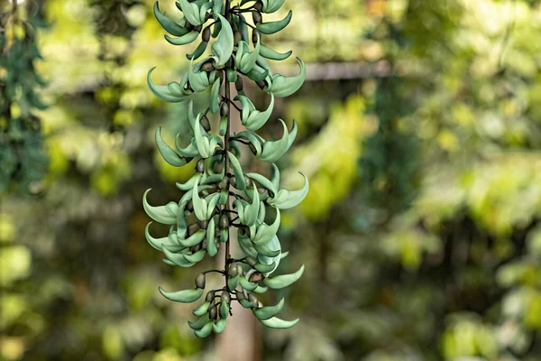 巴厘花园的翡翠酒花 — 图库照片