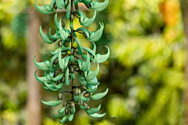 Fleurs Vin Jade Dans Jardin Bali — Photo