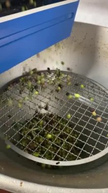 Zeytin yağı fabrikası, İtalya 'da bakir zeytinyağı üretimi.