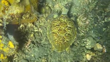 Okyanustaki deniz kaplumbağası, deniz yaşamı, Bali, Endonezya 'daki su altı videoları.