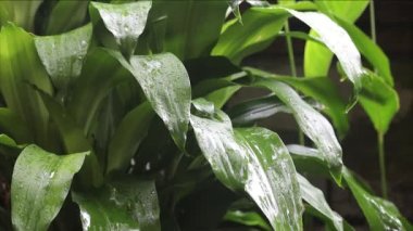 Bahçedeki yeşil yapraklara yağmur damlaları yağıyor, Ubud, Bali, Endonezya