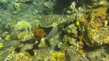 Okyanustaki deniz kaplumbağası, deniz yaşamı, Bali, Endonezya 'daki su altı videoları.