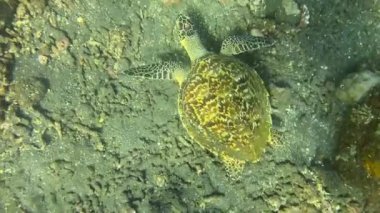 Okyanustaki deniz kaplumbağası, deniz yaşamı, Bali, Endonezya 'daki su altı videoları.