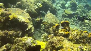Okyanustaki deniz kaplumbağası, deniz yaşamı, Bali, Endonezya 'daki su altı videoları.
