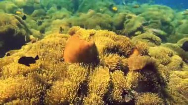 Denizde Alcyonacea renkli yumuşak mercanlar, mercan resiflerinde dalış, Amed, Bali, Endonezya