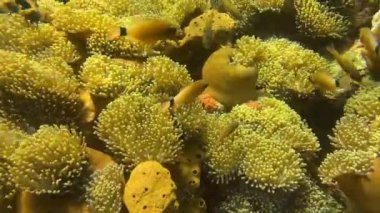 Denizde Alcyonacea renkli yumuşak mercanlar, mercan resiflerinde dalış, Amed, Bali, Endonezya