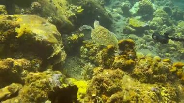 Okyanustaki deniz kaplumbağası, deniz yaşamı, Bali, Endonezya 'daki su altı videoları.
