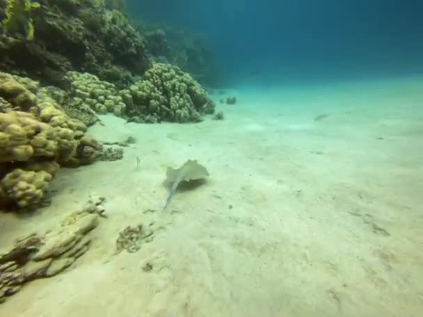 Μετακίνηση Bluespotted Ribbontail Ray Στην Ερυθρά Θάλασσα Sharm Sheikh Αίγυπτος — Αρχείο Βίντεο