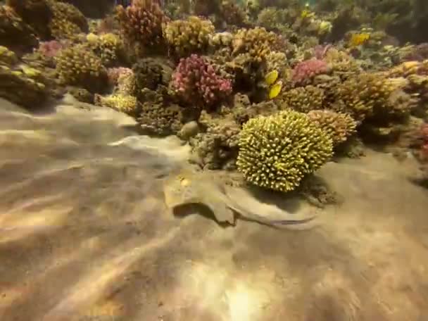 Movendo Bluespotted Ribbontail Ray Mar Vermelho Sharm Sheikh Egito — Vídeo de Stock