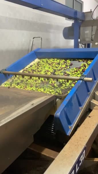 Zeytin Yağı Fabrikası Talya Bakir Zeytinyağı Üretimi — Stok video
