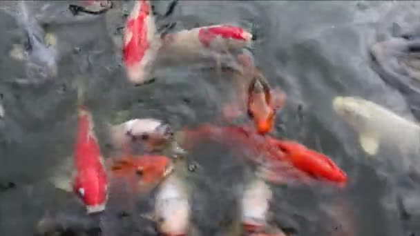 Ставку Балі Індонезія Живляться Барвистою Рибою Кої — стокове відео