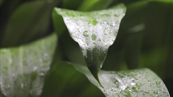 Gocce Pioggia Cadono Sulle Foglie Verdi Giardino Ubud Bali Indonesia — Video Stock