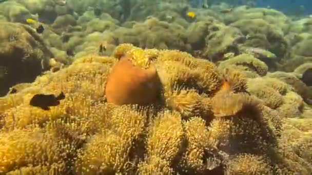 Colorati Coralli Molli Alcyonacea Mare Immersioni Sulla Barriera Corallina Amed — Video Stock