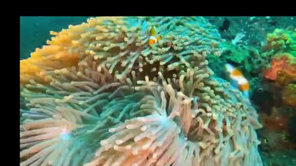 Πολύχρωμα Μαλακά Κοράλλια Alcyonacea Στη Θάλασσα Καταδύσεις Στον Κοραλλιογενή Ύφαλο — Αρχείο Βίντεο