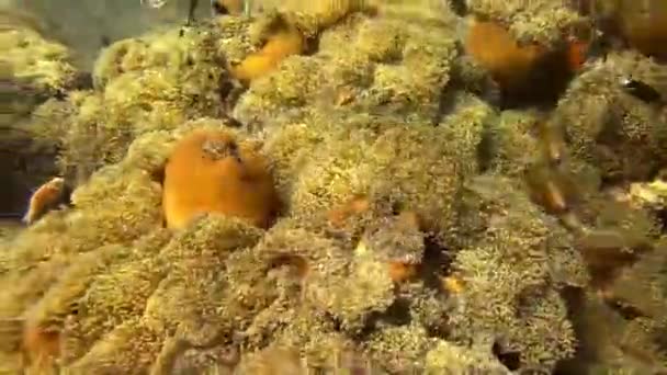 Colorful Soft Corals Alcyonacea Sea Diving Coral Reef Amed Bali — ストック動画
