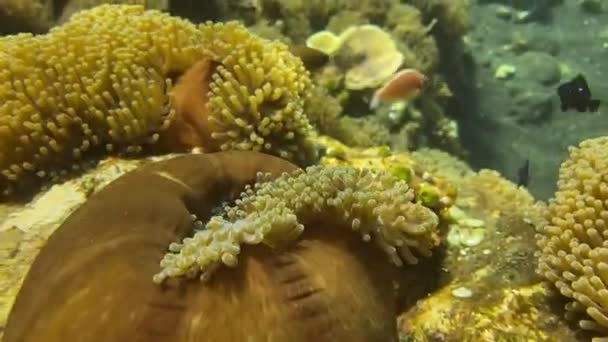 Coraux Mous Colorés Alcyonacea Dans Mer Plongée Sur Récif Corallien — Video