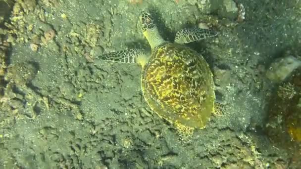 Mořská Želva Oceánu Mořský Život Podvodní Video Bali Indonésie — Stock video