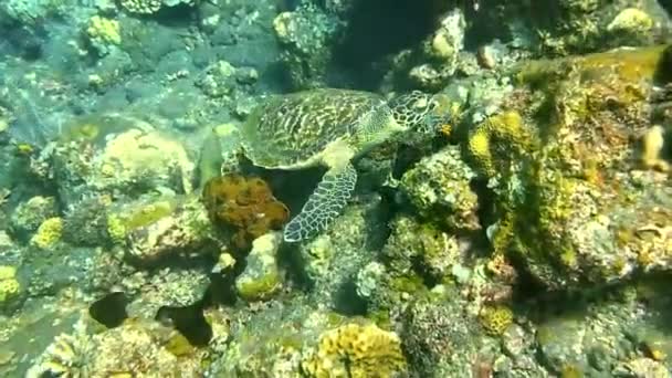 Tartaruga Marinha Oceano Vida Marinha Underwatel Vídeo Bali Indonésia — Vídeo de Stock