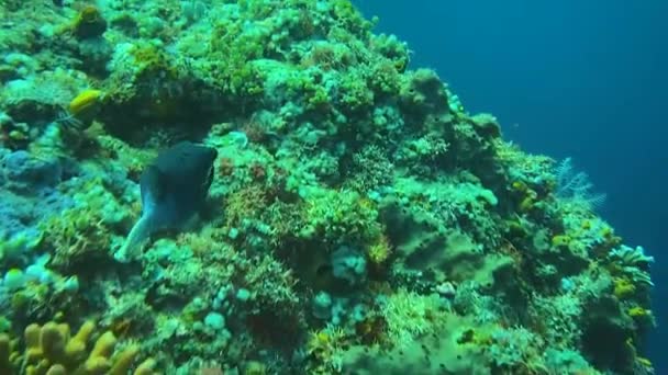 埃及红海中的浮游鱼特写视频 — 图库视频影像