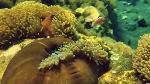 의부드러운 산호알 나세아 속에서 잠수하는 인도네시아의 메이드 — 비디오