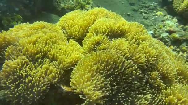 의부드러운 산호알 나세아 속에서 잠수하는 인도네시아의 메이드 — 비디오