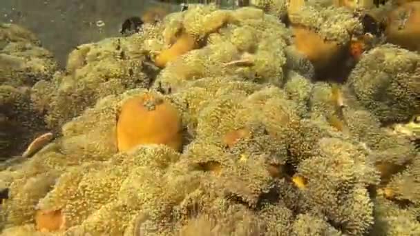 Corales Suaves Coloridos Alcyonacea Mar Buceo Arrecife Coral Amed Bali — Vídeos de Stock