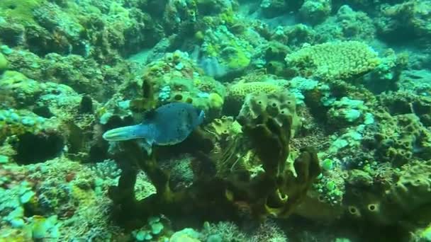 Video Blåsfisk Nära Håll Röda Havet Egypten — Stockvideo