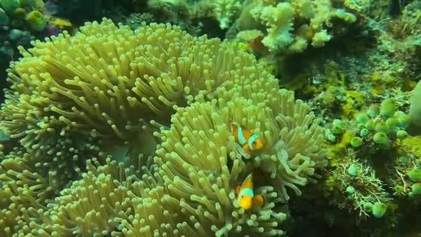 Fargerike Koraller Alcyonacea Havet Dykking Korallrevet Amed Bali Indonesia – stockvideo