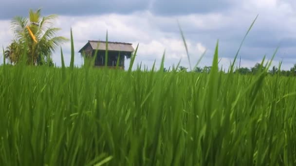バリ島の緑の田んぼの背景 — ストック動画