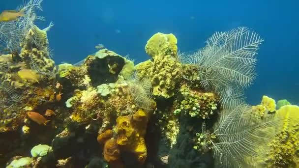 Барвисті Які Корали Alcyonacea Морі Пірнаючи Кораловому Рифі Амед Балі — стокове відео