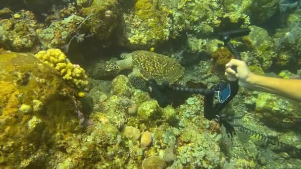 Tortue Mer Dans Océan Vie Marine Vidéo Sous Marine Bali — Video