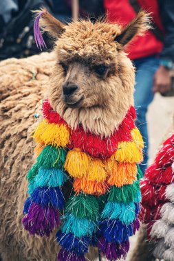 Peru 'nun Cusco Eyaleti, Peru' daki dağlık bölgede şirin Peru alpakası.