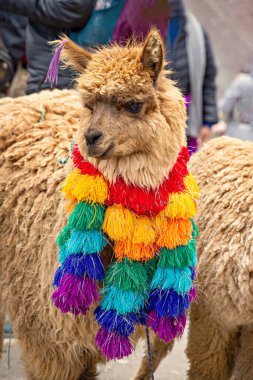 Peru 'nun Cusco Eyaleti, Peru' daki dağlık bölgede şirin Peru alpakası.