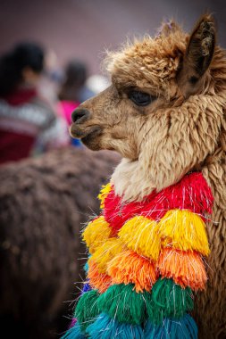 Peru 'nun Cusco Eyaleti, Peru' daki dağlık bölgede şirin Peru alpakası.