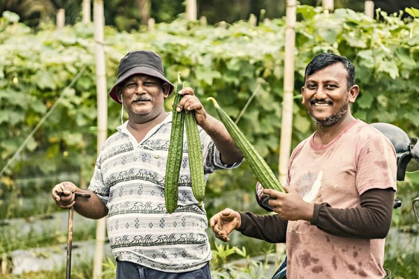 Çiftçiler Hasatlarını Penang Malezya Sunuyorlar — Stok fotoğraf