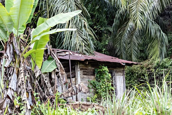 Ormanda Kulübe Malezya — Stok fotoğraf