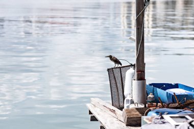 Balık ağındaki kuş, Penang, Malezya