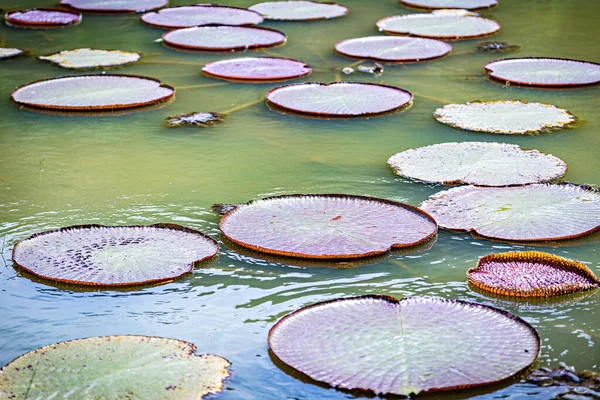 Water Lily Pond — Stock Photo, Image