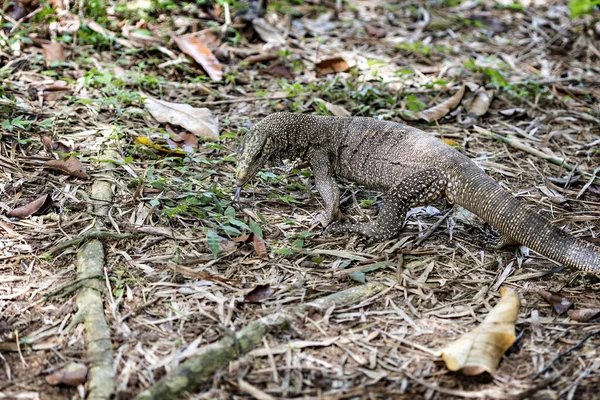 Lizard Park George Town Malaysia — Stock Photo, Image