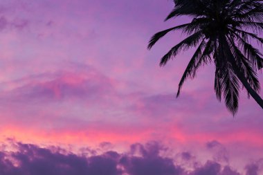 Kartpostal, arka plan nefes kesici gün batımı gökyüzü ve Tayland 'da palmiye ağacı