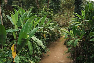 Banana trees, tropical jungle.