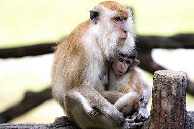 Japon makağı bir ağaçta bebekle oturuyor.
